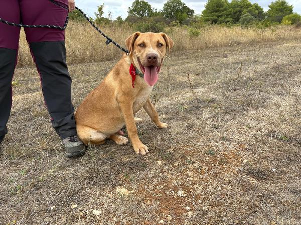 Tai, cucciolone mix pitbull 7 mesi Foto 4